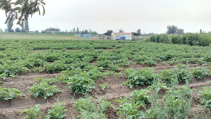 ÖZALP Çiftliği