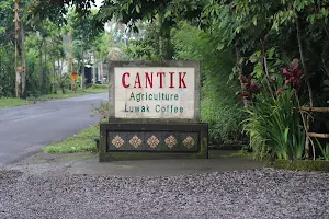 Cantik Agriculture Luwak Coffee image