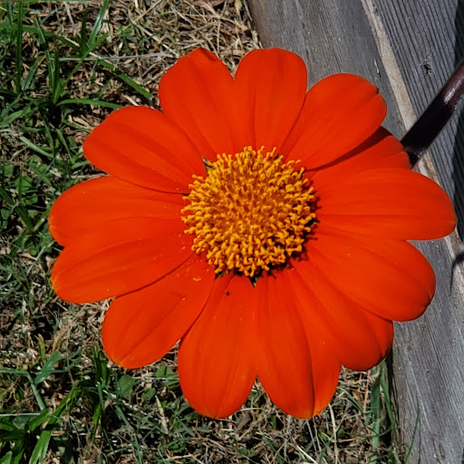 Park «Dennis Johnston Park», reviews and photos, 709 Riley Fuzzel Rd, Spring, TX 77373, USA