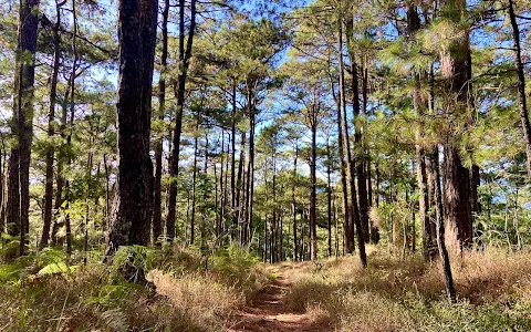 Camp John Hay Eco-Trail image