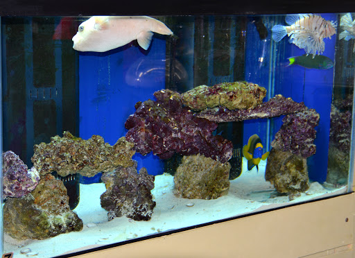 Tropical Fish Store «Life Aquatic», reviews and photos, 9 South Ave, New Canaan, CT 06840, USA