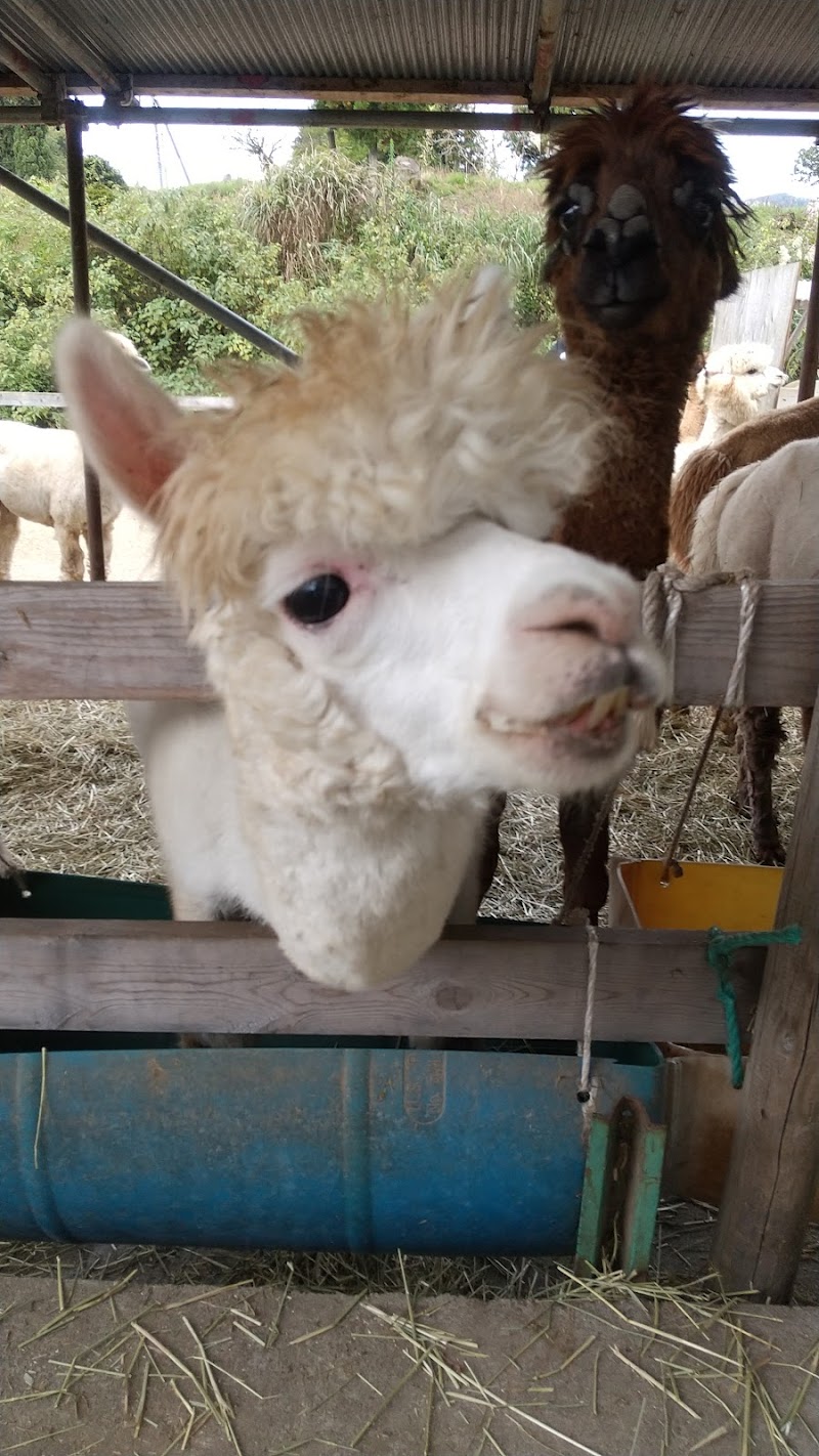 山古志アルパカ村 種苧原牧場 新潟県長岡市山古志種苧原 観光牧場 宿泊施設 グルコミ