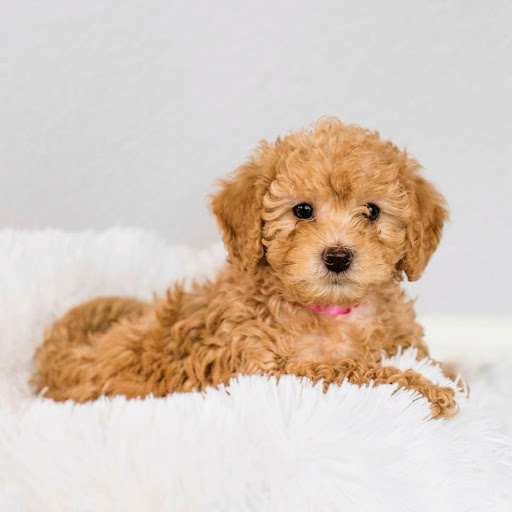 Toy and Mini Maltipoo Puppies For Sale and Adoption |Woodland Maltipoo Puppies