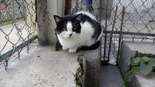 Asociación Protectora Animales de Cuernavaca A.C.