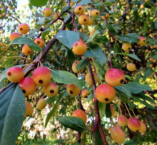 Park «High Bridge Park North», reviews and photos, 476 Smith Ave S, St Paul, MN 55102, USA