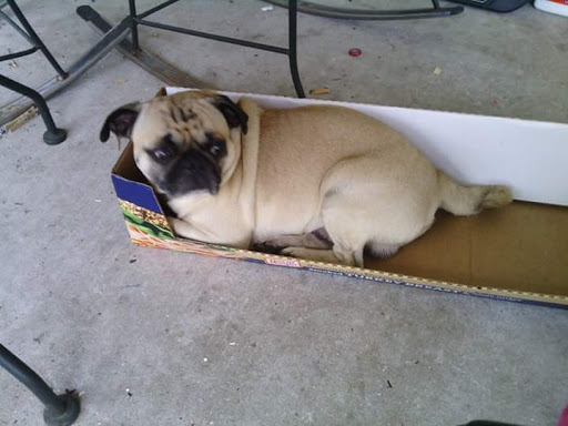 Pet Supply Store «Pet Supermarket, Inc.», reviews and photos, 9579 Bill Arp Rd #21, Douglasville, GA 30135, USA