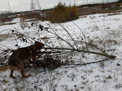 Petro-Pass Truck Stop, 364 Moneta Ave, Timmins, ON P4N 7C5, Canada, 