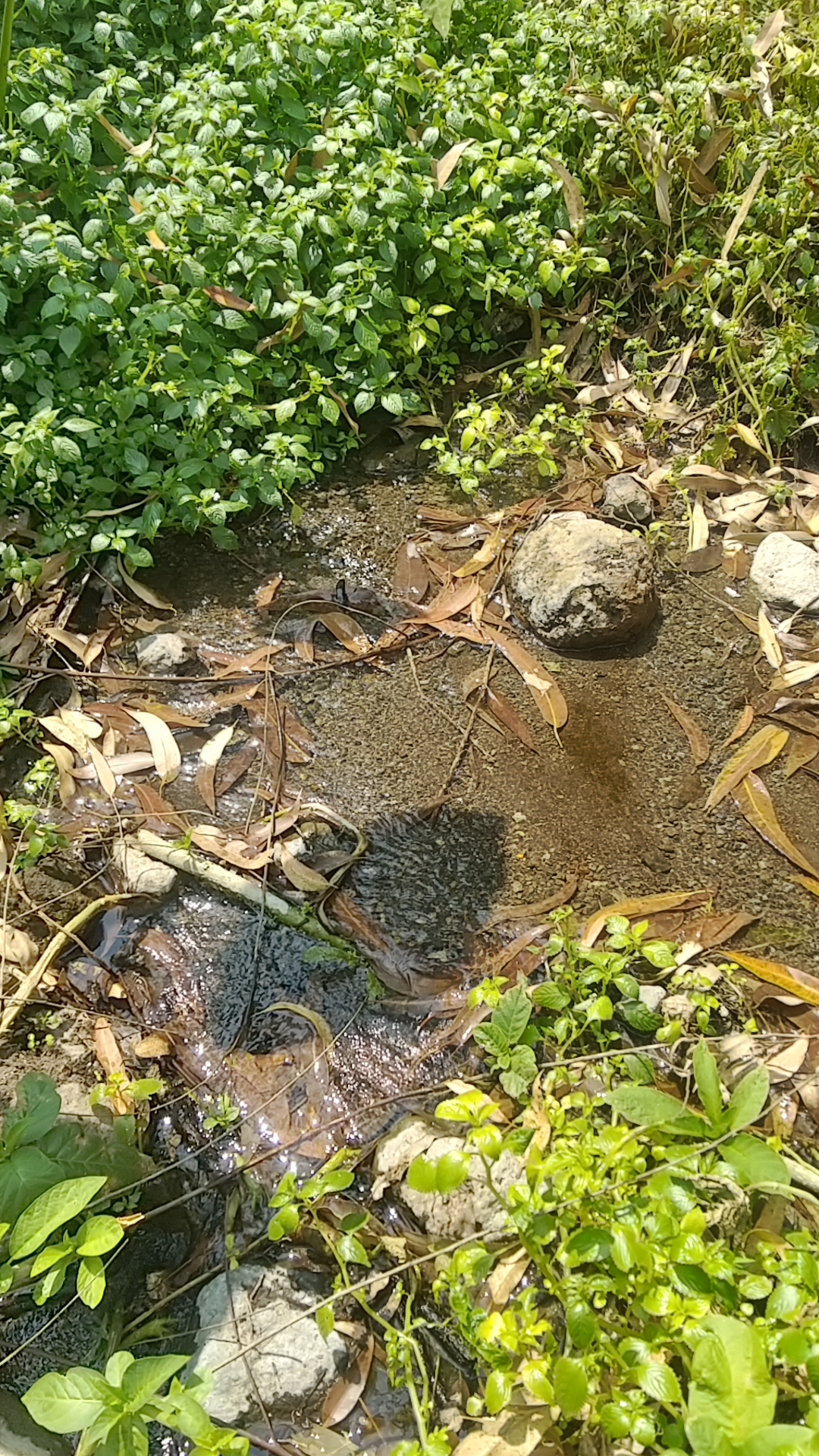 Masugwa Spring Water Source