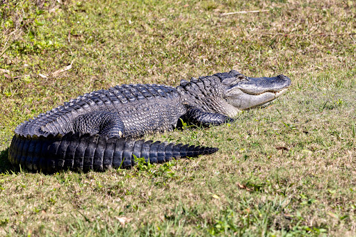 Golf Course «Wedgefield Golf Club», reviews and photos, 20550 Maxim Pkwy, Orlando, FL 32833, USA