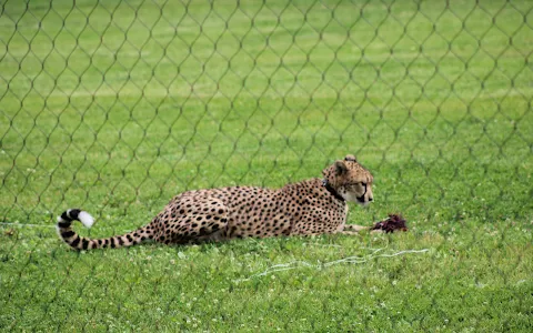 Cheetah Encounter image