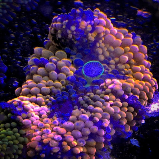 Tropical Fish Store «Hooked On Reefs», reviews and photos, 228 Hibiscus St #1, Jupiter, FL 33458, USA