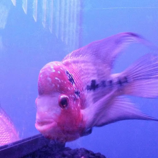 Aquarium «Crystal Reef Aquariums», reviews and photos, 311 Pass Rd, Gulfport, MS 39507, USA