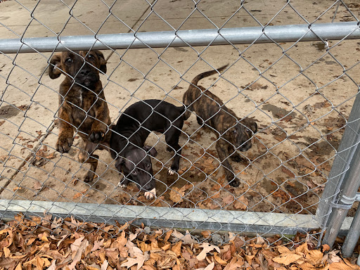 Animal Friends of North Central West Virginia