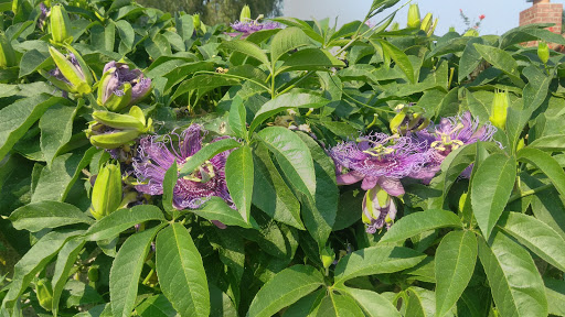 Animal Feed Store «Lomita Feed Store», reviews and photos, 24403 Narbonne Ave, Lomita, CA 90717, USA