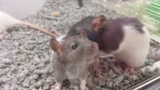 Pet Supply Store «Petco Animal Supplies», reviews and photos, 3115 Iowa St, Lawrence, KS 66046, USA