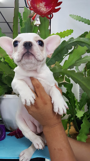 Pet Supply Store «Zoo-Rama Pets», reviews and photos, 2566 E Tremont Ave, Bronx, NY 10461, USA