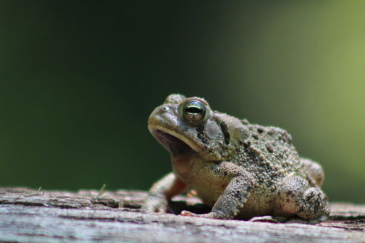 Park «Harford Glen Park», reviews and photos, 502 W Wheel Rd, Bel Air, MD 21015, USA