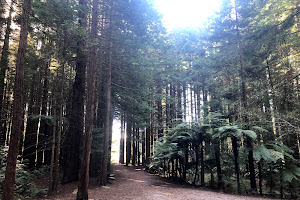 Redwoods Retreat