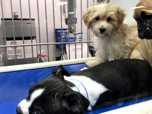 Pet Store «Petland Kennesaw», reviews and photos, 840 Ernest W Barrett Pkwy NW #494, Kennesaw, GA 30144, USA