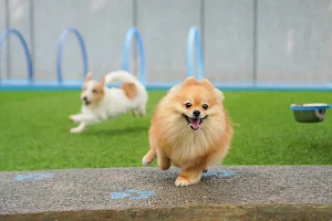 Loyal Buddy Dog Club & Park image