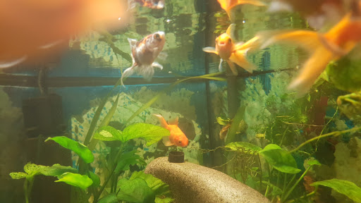 Zoohandlung Thöne unter Papenburg, 