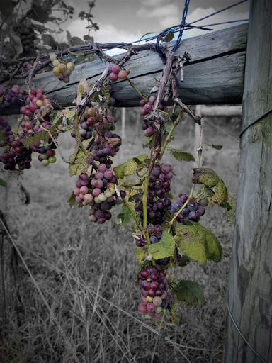 Winery «Blackhawk Winery», reviews and photos, 28153 W Ditch Rd, Sheridan, IN 46069, USA