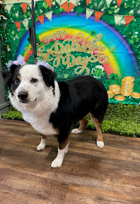 Pawsitive Style Corpus Christi Boutique & Spa - Photo 5 - Car repair in Corpus Christi, TX, Corpus Christi