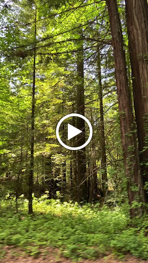 Grocery Store «Rays Food Place», reviews and photos, 875 Redwood Dr, Garberville, CA 95542, USA