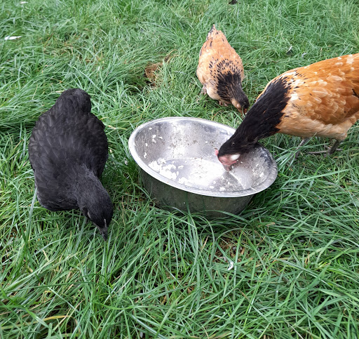 Dr. Günter Berger, Spezial-Tierarztpraxis zur Reproduktion der Stute unter Satow, 