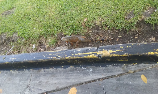 Supermarket «Walmart Neighborhood Market», reviews and photos, 1885 N Pine Island Rd, Plantation, FL 33322, USA