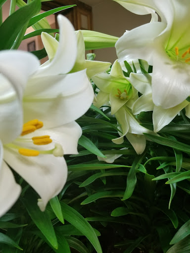 Florist «Battiste LaFleur Galleria», reviews and photos, 825 E Long St, Columbus, OH 43203, USA