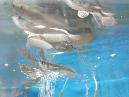 Pet Store «Forest Lake Pets», reviews and photos, 120 Lake St N, Forest Lake, MN 55025, USA