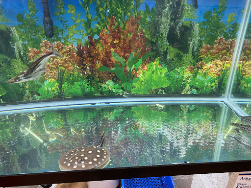 Pet Store «Jules Pet Shop», reviews and photos, 2214 N Milwaukee Ave, Chicago, IL 60647, USA