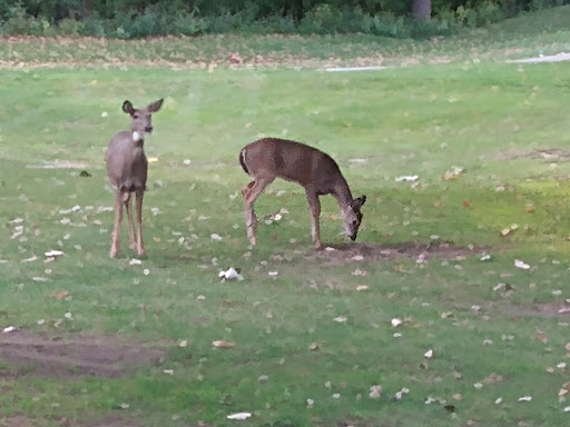 Golf Course «Cherry Ridge Golf», reviews and photos, 1211 W River Rd N, Elyria, OH 44035, USA