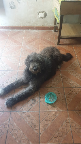 Veterinaria Animal Home - Veterinario