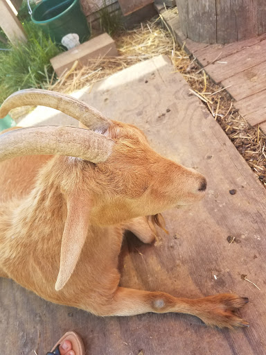 Farm «The Belmont Goats», reviews and photos, 9330 SE Harold St, Portland, OR 97266, USA