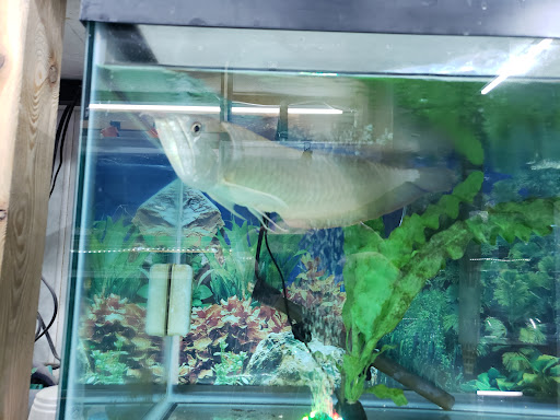 Pet Supply Store «Exotic Fish & Corals», reviews and photos, 374 New Haven Ave, Milford, CT 06460, USA