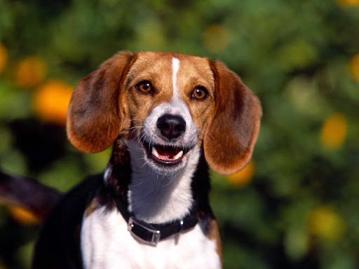 Boston Dog Company, 77 Powder Mill Rd, Acton, MA 01720, USA, 