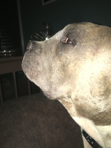 Kala Ravi, D.V.M. image