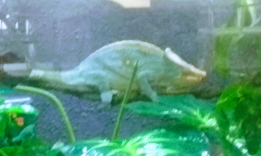 Pet Store «Lost Realms Pets», reviews and photos, 8059 N Cedar Ave, Fresno, CA 93720, USA