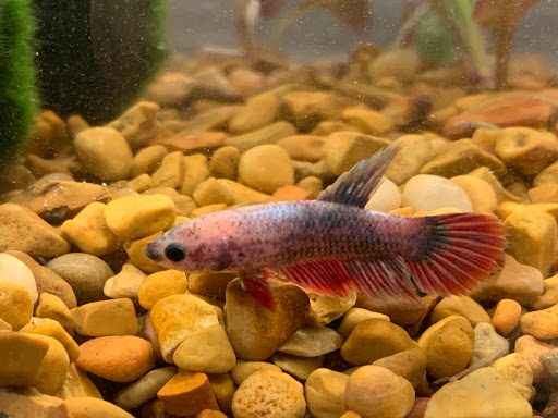 Pet Supply Store «Petco Animal Supplies», reviews and photos, 1 US-46, Totowa, NJ 07512, USA