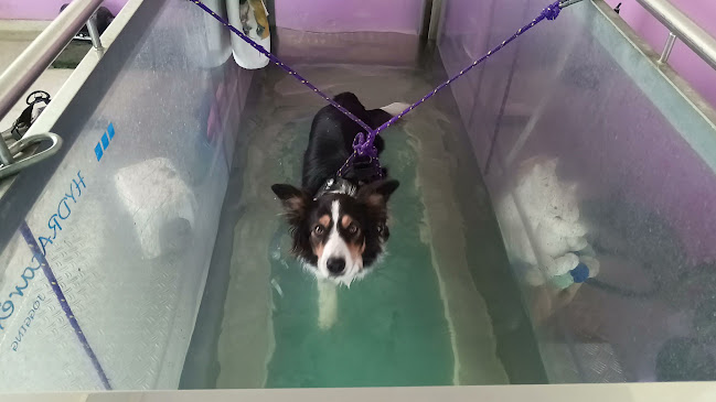 Fisioterapia Veterinaria Pisa