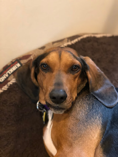 Pet Store «The Pet Place», reviews and photos, 240 Shadowline Dr, Boone, NC 28607, USA