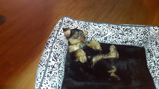 Pet Supply Store «Pet Supplies Plus», reviews and photos, 115 Richard B. Russell Parkway suite-110, Warner Robins, GA 31088, USA