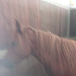 Photo n°6 de l'avis de Ruggiero.a fait le 01/05/2021 à 11:11 sur le  Agriturismo Tempa Delle Craste à Battipaglia