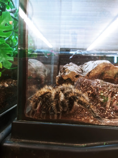 Pet Store «Just Pets», reviews and photos, 393 NY-5, Irving, NY 14081, USA