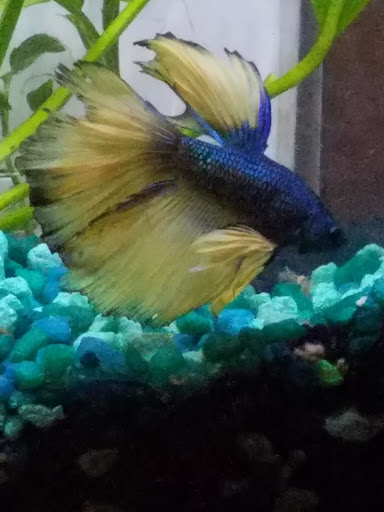 Pet Store «Liberty Agway Pet Center», reviews and photos, 11 Bon Jovi Ln, Liberty, NY 12754, USA