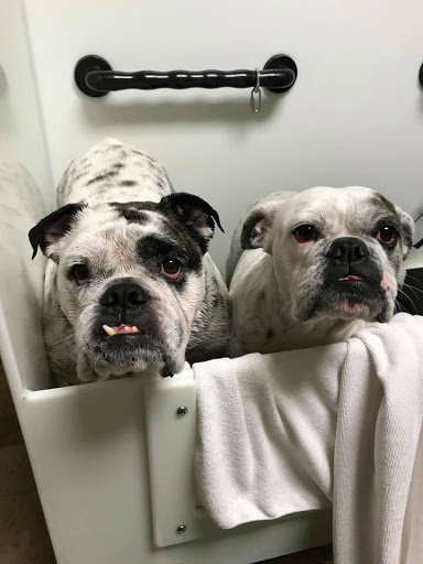 Pet Supply Store «EarthWise Pet Supply - Richardson», reviews and photos, 1310 W Campbell Rd #128, Richardson, TX 75080, USA