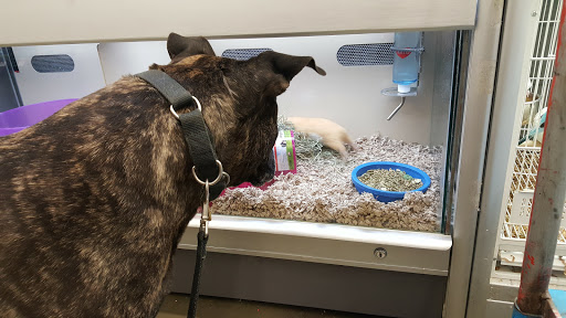 Pet Supply Store «Pet Supplies Plus», reviews and photos, 126 E Main St, Smithtown, NY 11787, USA