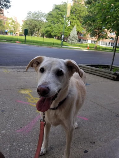 Dog Park «Wiggly Field Dog Friendly Area», reviews and photos, 2645 N Sheffield Ave, Chicago, IL 60614, USA